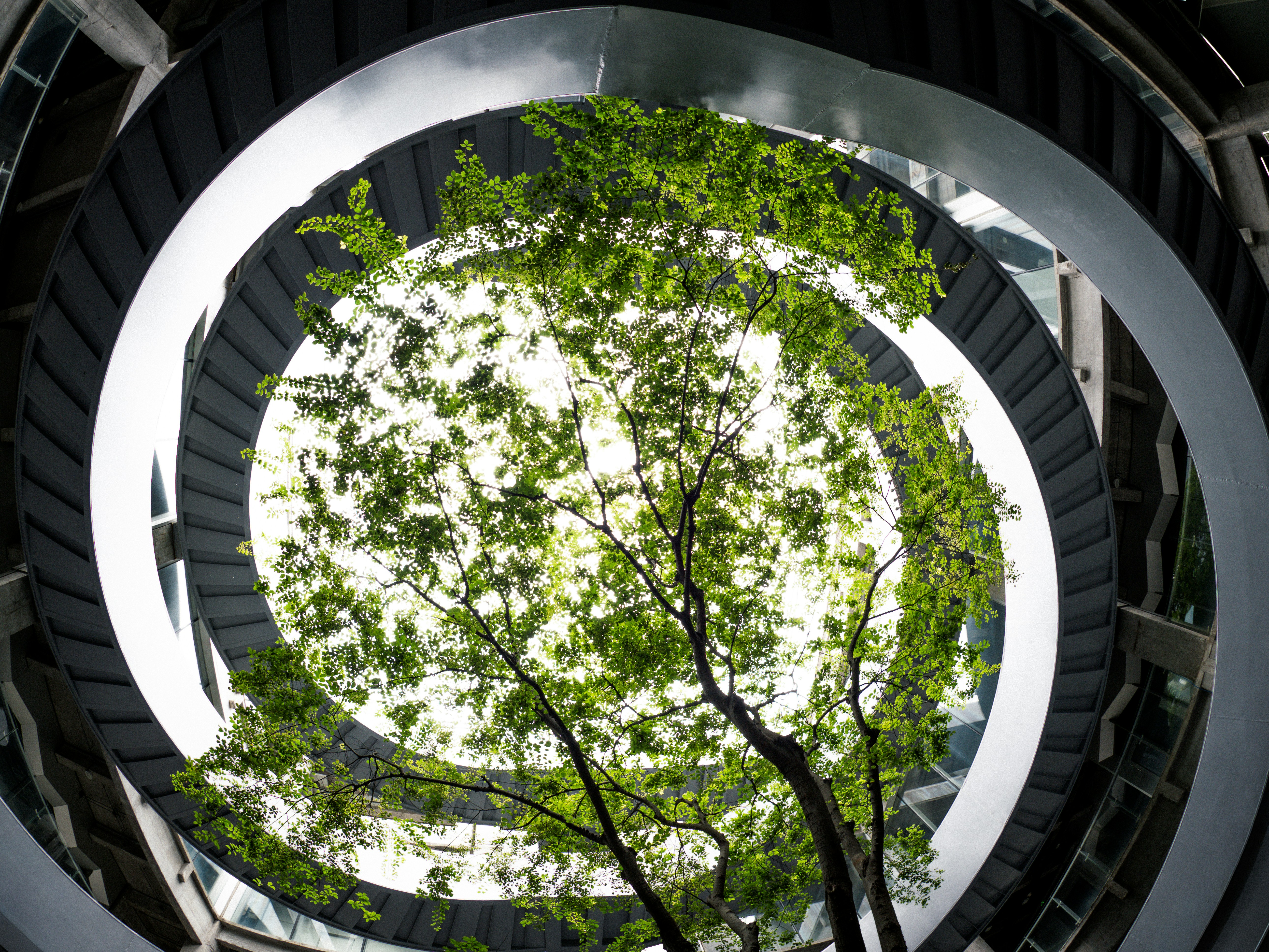 Upward view through a circular courtyard opening in a building, with a mature tree canopy growing through the centre